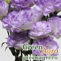 Семена Лизиантус (Эустома) крупноцветковый (Lisianthus grandiflorum) "ABC 1 F1" (misty blue) pelleted 1000 шт.
