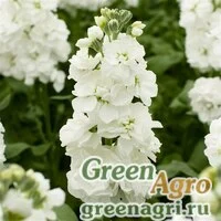 Семена Левкой седой (Matthiola incana) "Aida" (white) raw 1000 шт.