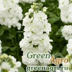 Семена Левкой седой (Matthiola incana) "Aida" (white) raw 1000 шт.