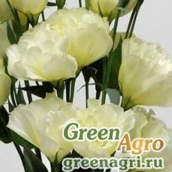 Семена Лизиантус (Эустома) крупноцветковый (Lisianthus grandiflorum) "ABC 1 F1" (yellow) pelleted 1000 шт.