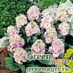 Семена Левкой седой (Matthiola incana) "Cinderella" (antique) Raw 1000 шт.