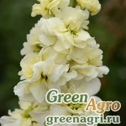 Левкой седой (Matthiola incana) "Climax" (cream yellow) 4 гр.
