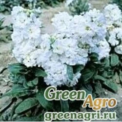 Семена Левкой седой (Matthiola incana) "Cinderella" (white) raw 1000 шт.