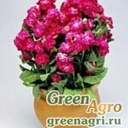 Семена Левкой седой (Matthiola incana) "Cinderella" (red) raw 1000 шт.