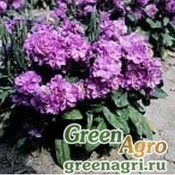 Семена Левкой седой (Matthiola incana) "Cinderella" (lavender) Raw 1000 шт.