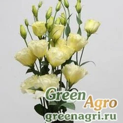 Семена Лизиантус (Эустома) крупноцветковый (Lisianthus grandiflorum) "ABC 2 F1" (yellow) pelleted 1000 шт.