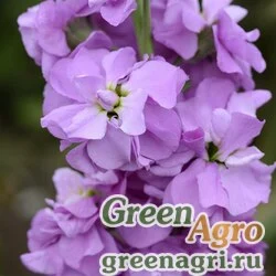 Левкой седой (Matthiola incana) "Climax" (lilac) 4 гр.