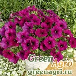 Семена Петуния каскадная Рэмблин Бургунди Хром 100драже