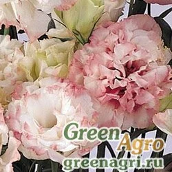 Семена Лизиантус (Эустома) крупноцветковый (Lisianthus grandiflorum) "ABC 1 F1" (rose rim) pelleted 1000 шт.