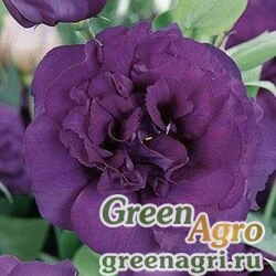 Семена Лизиантус (Эустома) крупноцветковый (Lisianthus grandiflorum) "ABC 3 F1" (purple) pelleted 1000 шт.