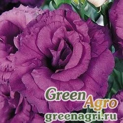 Семена Лизиантус (Эустома) крупноцветковый (Lisianthus grandiflorum) "ABC 2 F1" (blue) pelleted 1000 шт.