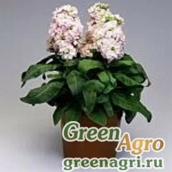 Семена Левкой седой (Matthiola incana) "Cinderella" (appleblossom) Raw 1000 шт.
