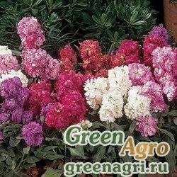 Семена Левкой седой (Matthiola incana) "Vintage" (mix) raw 1 гр.