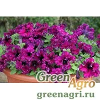 Семена Петуния бахромчатая Эспрессо Фраппе Руби 100драже