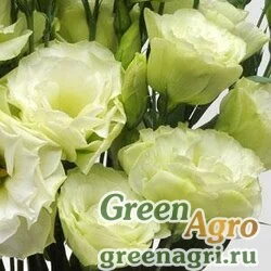 Семена Лизиантус (Эустома) крупноцветковый (Lisianthus grandiflorum) "ABC 1 F1" (green) pelleted 1000 шт.