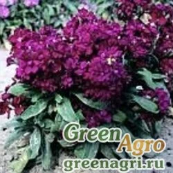 Семена Левкой седой (Matthiola incana) "Cinderella" (blue) Raw 1000 шт.