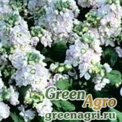 Семена Левкой седой (Matthiola incana) "Cinderella" (silvery blue) Raw 1000 шт.