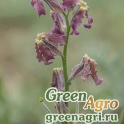 Семена Левкой душистый (Matthiola fragrans) 3 гр.