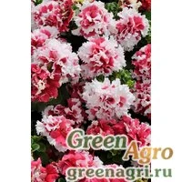 Семена Петуния махровая Пируэтт Ред 100драже