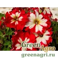 Семена Петуния грандифлора Кан Кан Арлекин Черри Роуз 100драже