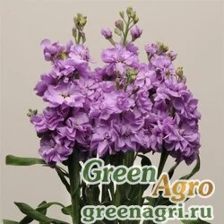 Семена Левкой седой (Matthiola incana) "Katz" (blue) raw 1 гр.