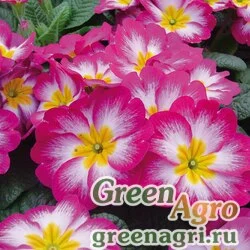 Семена Примула бесстебельная (Primula acaulis) "Pioneer F1" (burgundy flame) raw 1000 шт.
