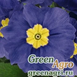 Семена Примула высокая (Primula elatior) "Crescendo F1" (blue Shades) raw 1000 шт.