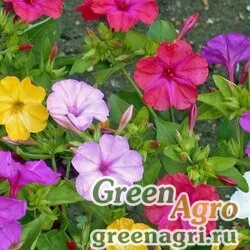 Семена Мирабилис Серенада  (упак-50 гр.)