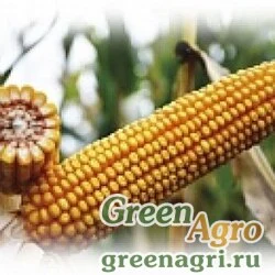 Семена Кукуруза, ЕС Сириус, 1 п.е., Bayer