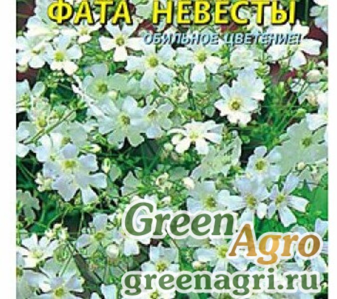 Гипсофила фата невесты