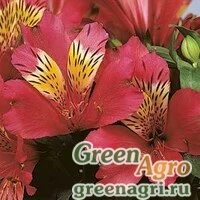Семена Альстромерия гибридная Alstroemeria hybrida JAZZE DEEP ROSE Raw 100