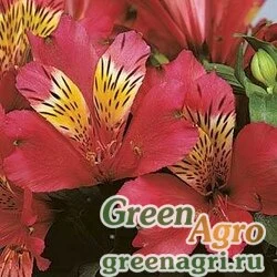 Семена Альстромерия гибридная Alstroemeria hybrida JAZZE DEEP ROSE Raw 100