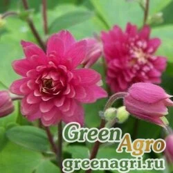 Семена Аквилегия обыкновенная (Aquilegia vulgaris) "CLEMENTINE" (RED) tuned 100 шт.