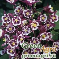 Семена Аквилегия обыкновенная (Aquilegia vulgaris) "WINKY" (RED WHITE) raw 100 шт.