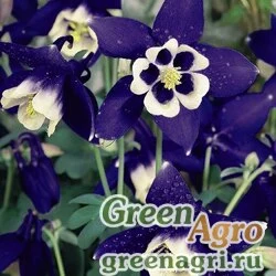 Семена Аквилегия гибридная (Aquilegia hybrida) "Spring Magic" (navy & white) raw 1000 шт.