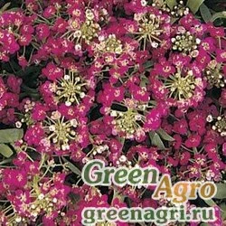 Семена Алиссум морской компактный (Lobularia maritima) "Easter Bonnet" (deep rose) coated 1000 шт.