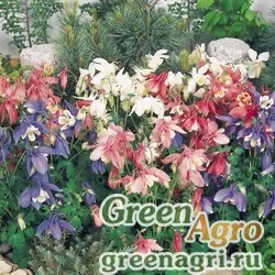 Семена Аквилегия гибридная (Aquilegia hybrida) "Spring Magic" (mix) raw 1000 шт.