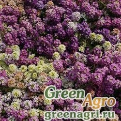 Семена Алиссум морской компактный (Lobularia maritima) "Easter Bonnet" (mix formula) coated 1000 шт.