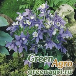Семена Аквилегия голубая (Aquilegia caerulea) "Origami F1" (rose & white) raw Произв. 1000 шт.