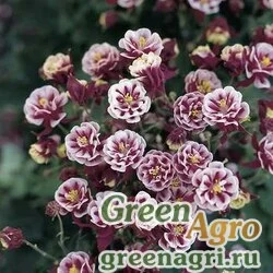 Семена Аквилегия обыкновенная (Aquilegia vulgaris) "Winky Double" (red white) Raw 500 шт.