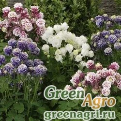 Семена Аквилегия обыкновенная (Aquilegia vulgaris) "Winky Double" (mix) raw 100 шт.