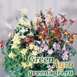 Семена Аквилегия голубая (Aquilegia caerulea) "Music f1" (mix) Raw 1000 шт.