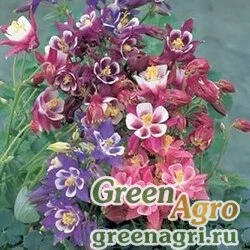 Семена Аквилегия обыкновенная (Aquilegia vulgaris) "WINKY" (MIX) raw 100 шт.