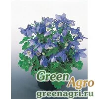 Семена Аквилегия вееровидная (Aquilegia flabellata) "Cameo F1" (Blue and White) raw 1000 шт.