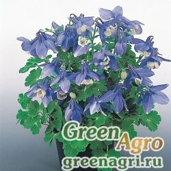 Семена Аквилегия вееровидная (Aquilegia flabellata) "Cameo F1" (Blue and White) raw 1000 шт.