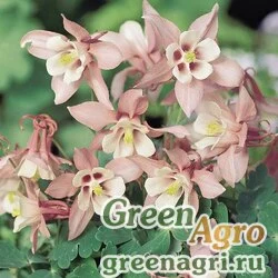 Семена Аквилегия гибридная (Aquilegia hybrida) "Spring Magic" (rose & white) raw 1000 шт.