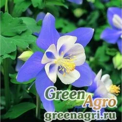 Семена Аквилегия гибридная (Aquilegia hybrida) "Swan f1" (blue and white) Raw 1000 шт.