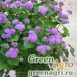 Семена Агератум мексиканский (Ageratum houstonianum) "Blue Planet F1" (blue) raw 1000 шт.
