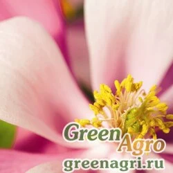Семена Аквилегия голубая (Aquilegia caerulea) "Origami f1" (pink & white) Raw 1000 шт.