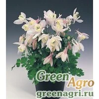 Семена Аквилегия вееровидная (Aquilegia flabellata) "Cameo f1" (blush) Raw 1000 шт.